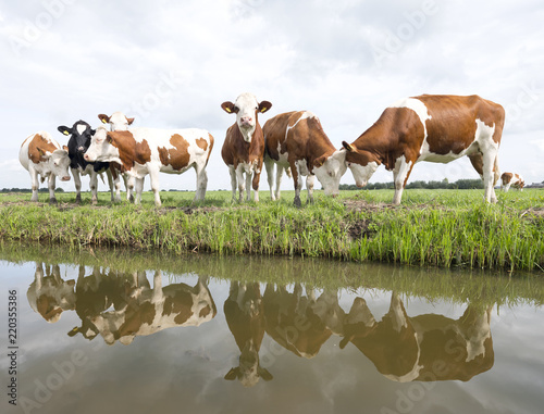 group of young red and white cows reflected in water of dutch canal in holland