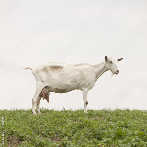 white goat with full udder on green grassy dike in holland