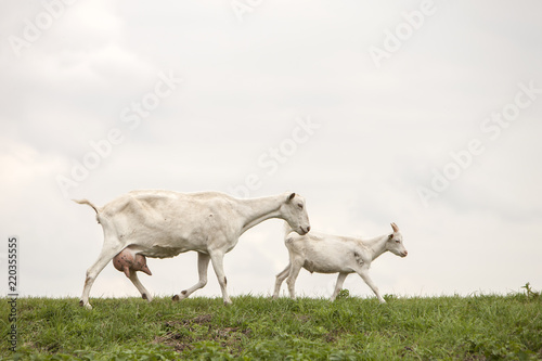 white goat with full udder and young one on green grassy dike in holland