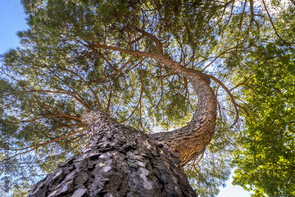 Straight Tall Pine Trees Reaching To The Blue Sky On A Sunny