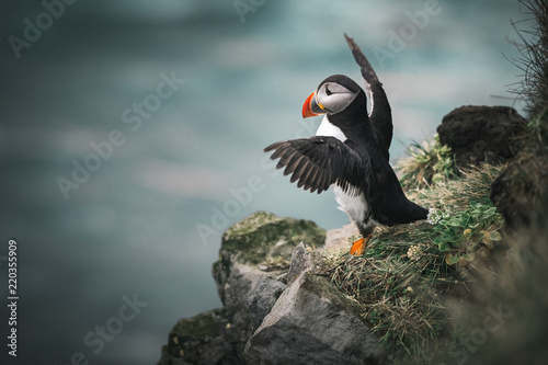 Obraz na płótnie Fly little puffin