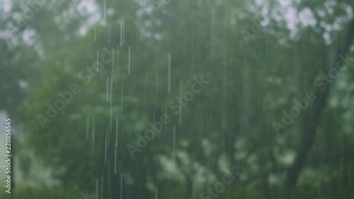 View of downpour in forest on summer day photo