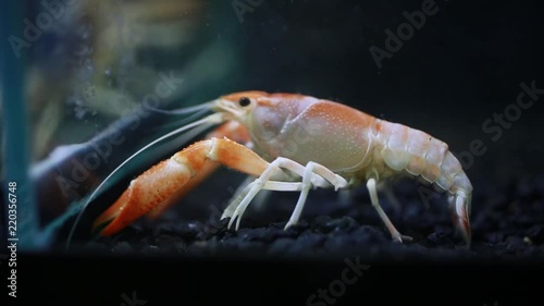 Wallpaper Mural Close up of crayfish in fish tank. Torontodigital.ca