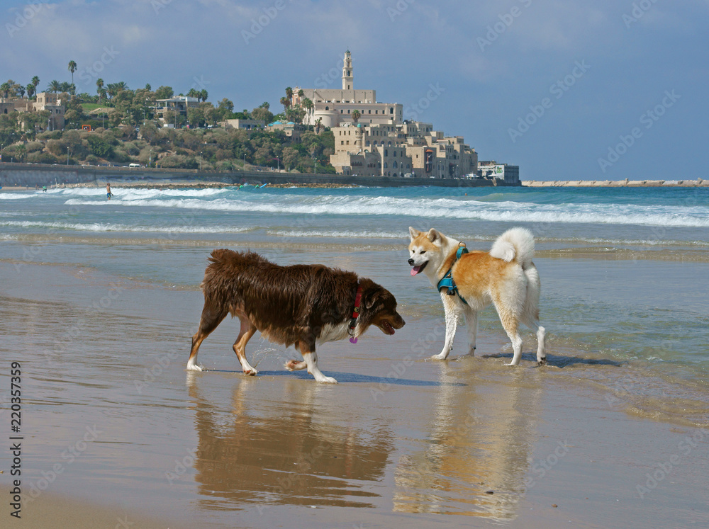 Akita Inu and Red Australian Shepherd play on Beach in Charles Clore Park. Tel Aviv, Israel Akita Inu and Red Australian Shepherd play on Beach in Charles Clore Park. Tel Aviv, Israel
