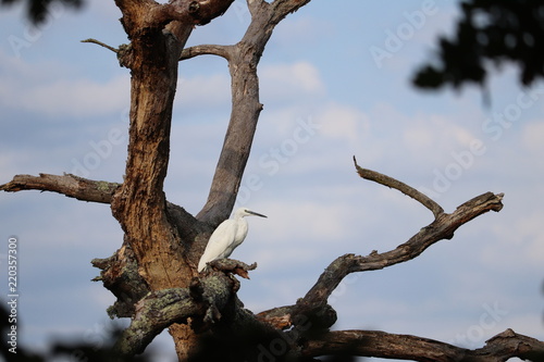 Aigrette posée sur un arbre
