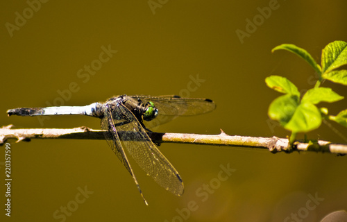 Foto Zygoptera posada en una rama