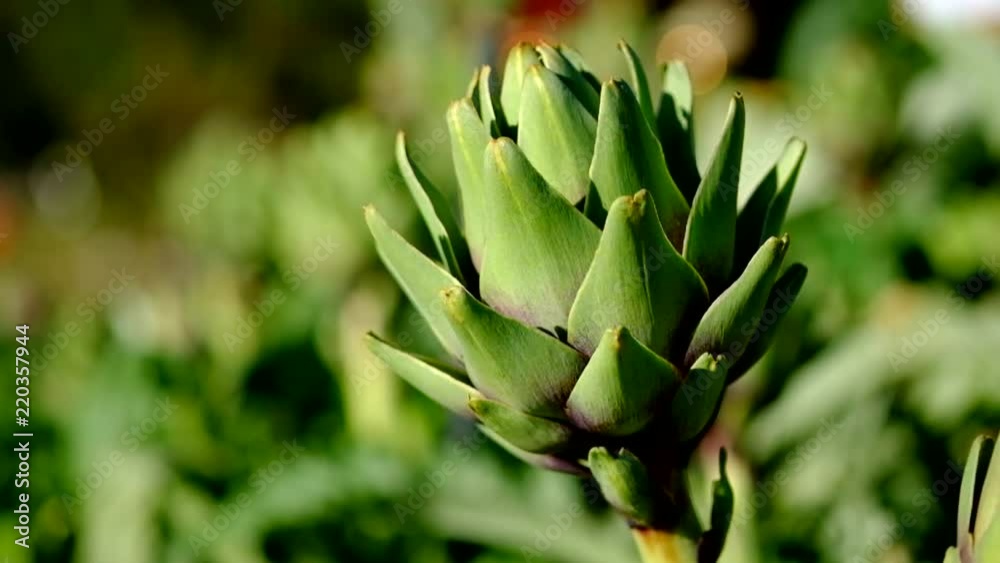 Freshly harvested artichoke in a garden. Royalty high-quality free stock video footage of fresh artichokes in garden with sunshine. Artichokes vegetables for a healthy diet Freshly harvested artichoke in a garden. Royalty high-quality free stock video footage of fresh artichokes in garden with sunshine. Artichokes vegetables for a healthy diet