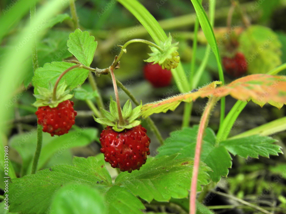 strawberries strawberries