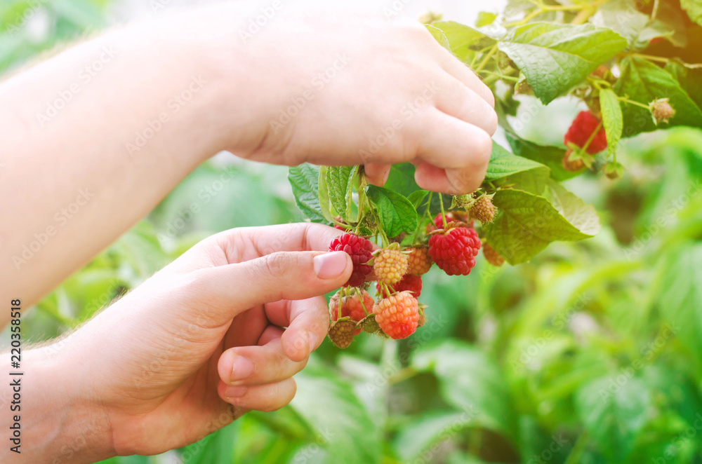 the farmer is harvesting fresh raspberries in the garden on a sunny day. summer berry. healthy food. the farmer is harvesting fresh raspberries in the garden on a sunny day. summer berry. healthy food.