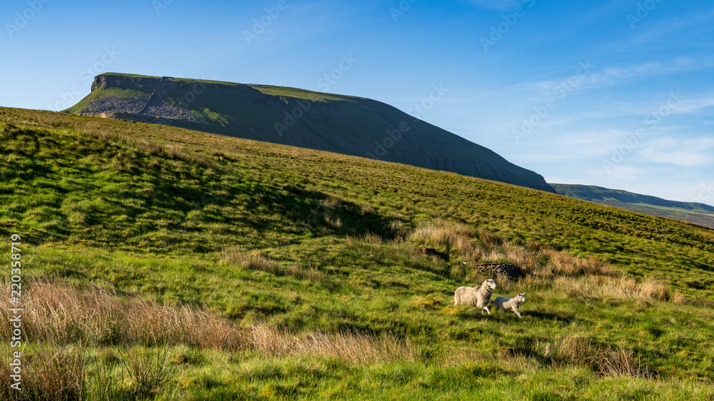 Yorkshire Dales landscape between Halton Gill and Horton in Ribblesdale with the Pen-Y-Ghent in the background, North Yorkshire, England, UK Yorkshire Dales landscape between Halton Gill and Horton in Ribblesdale with the Pen-Y-Ghent in the background, North Yorkshire, England, UK