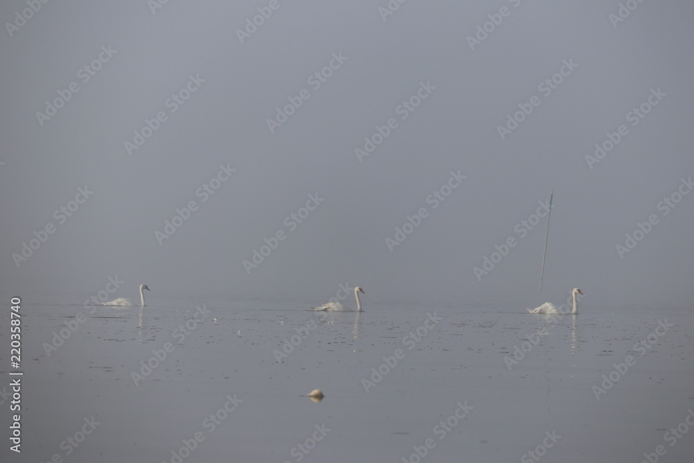 Cygnes sur le bassin d'arcachon Cygnes sur le bassin d'arcachon