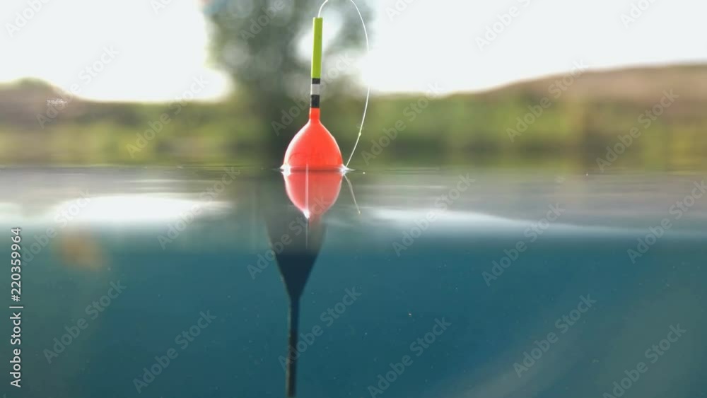 The float on waves above and under water, jerks and goes under water when it starts to peck, close-up