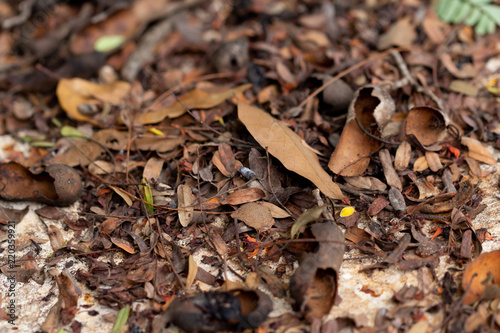 The ground full with dried tamarind leaves and pods.