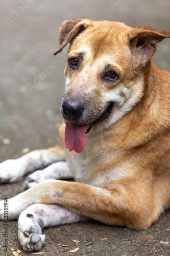 The brown dog sat cross-legged. © cabertiger