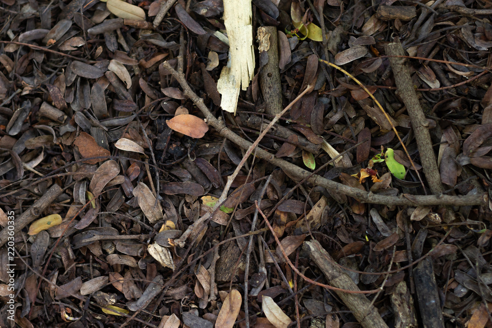The ground full with dried tamarind leaves and pods.