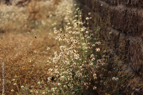 wildflowers against a fort