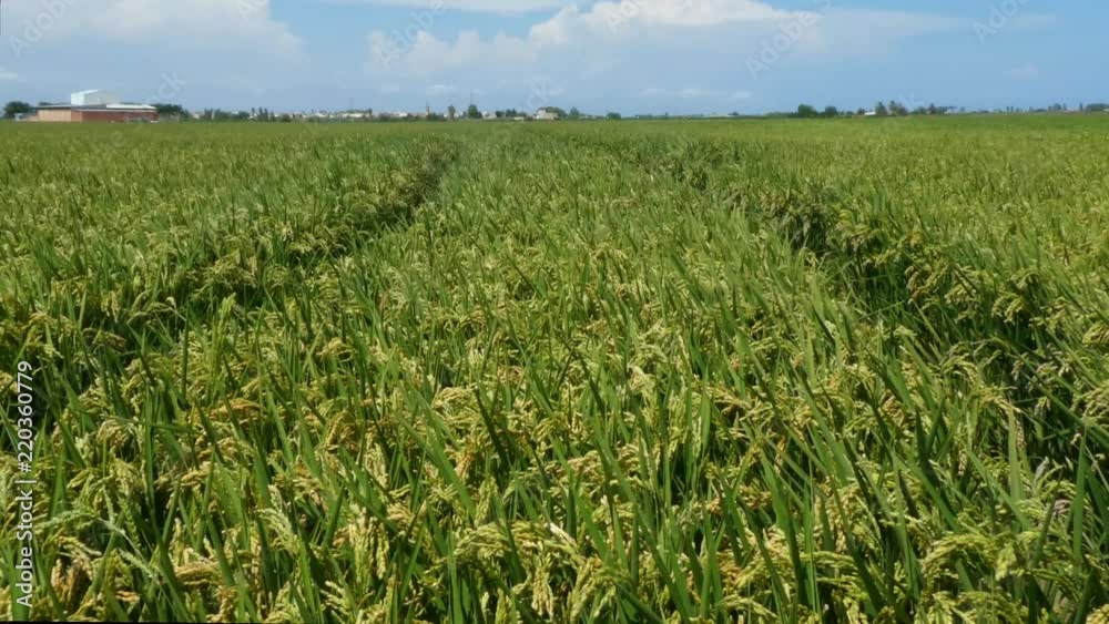 Beautiful view of fields of rice in a summer day in Valencia Beautiful view of fields of rice in a summer day in Valencia