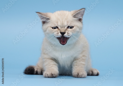 Fototapeta Naklejka Na Ścianę i Meble -  kitten of Scottish breed looks