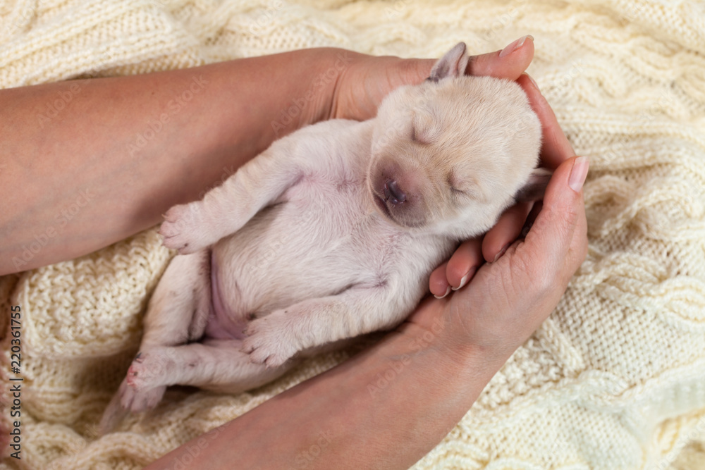 Woman holding newborn labrador puppy dog Woman holding newborn labrador puppy dog