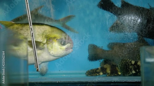 fish swimming in slow motion  in a fish-tank in asian seafood restaurant photo