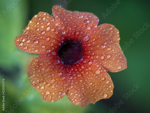 wet susan - nasse Susanne photo