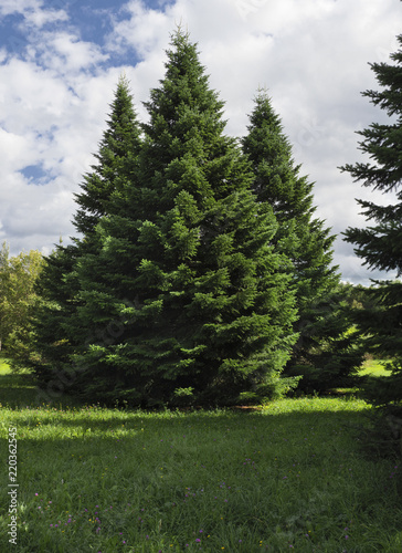 Fluffy spruce trees in the forest.