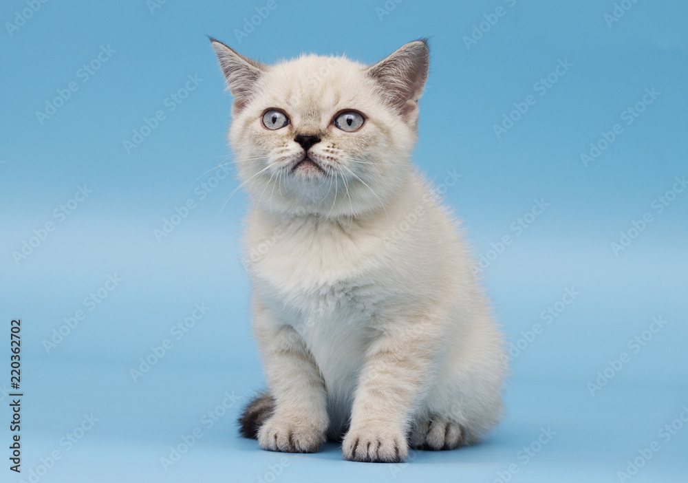 kitten of Scottish breed looks kitten of Scottish breed looks