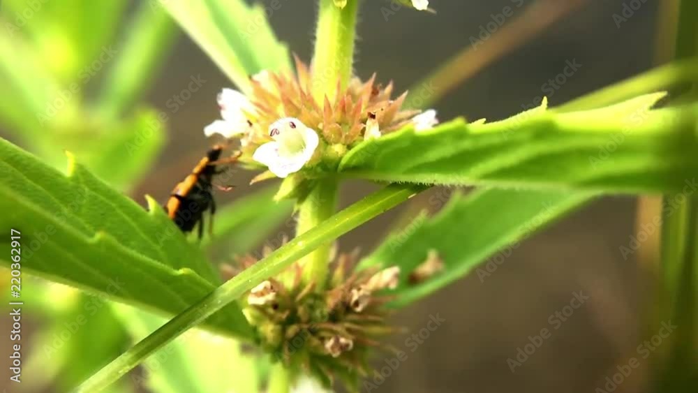 a macro, slow motion shot of a ladybug reaching up to a flower and pulling itself up a macro, slow motion shot of a ladybug reaching up to a flower and pulling itself up