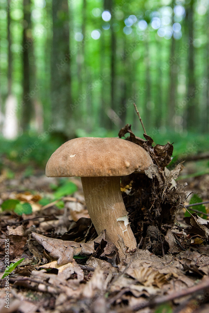 Porcini mushroom grows on the forest floor at autumn season.. Porcini mushroom grows on the forest floor at autumn season..
