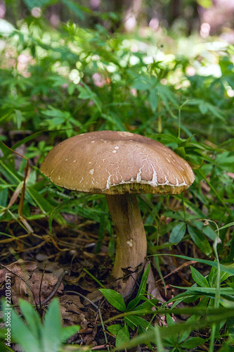 Porcini mushroom grows on the forest floor at autumn season..