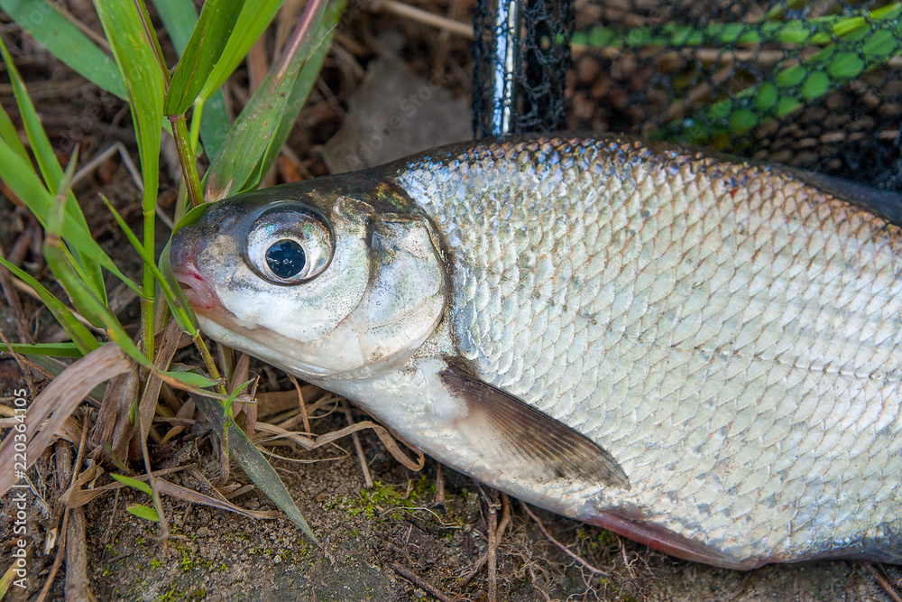 Single freshwater fish white-eye bream on black fishing net. Single freshwater fish white-eye bream on black fishing net.