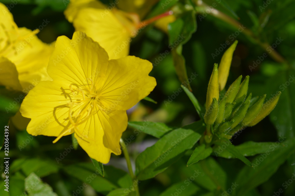 Common sundrops Common sundrops