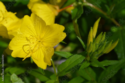 Common sundrops