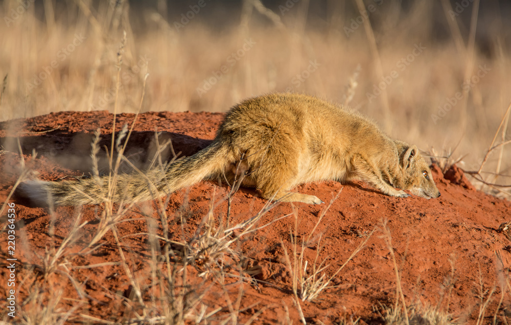 Obraz premium Yellow Mongoose