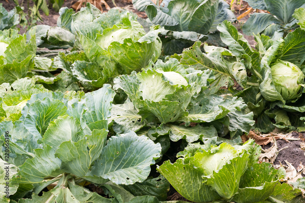 Naklejka premium Young cabbage in the garden