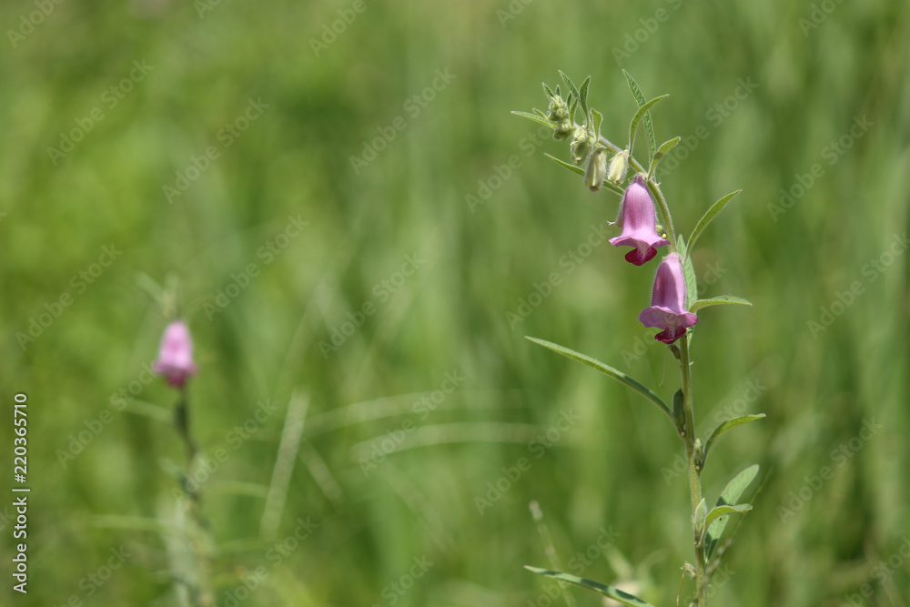 wild flower wild flower