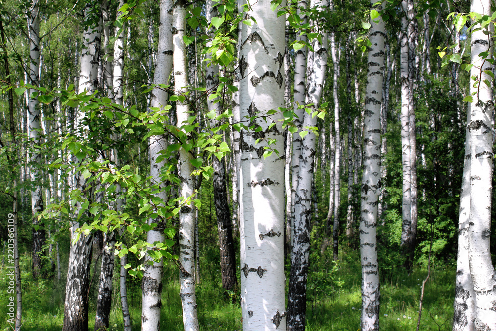 Obraz premium Beautiful birch trees