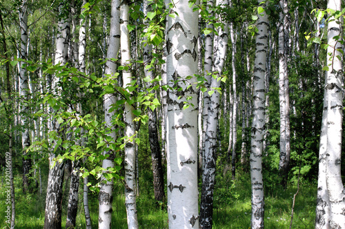 Fototapeta Naklejka Na Ścianę i Meble -  Beautiful birch trees