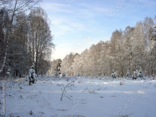 Siberian winter forest