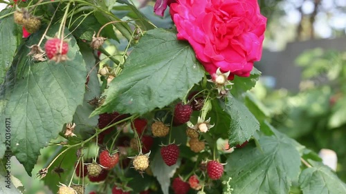On the video a bush of raspberries and spice fruit on it.