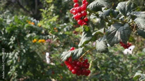 Bush of Kalina. High quality video