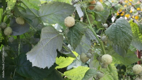 On the video a bush of raspberries and spice fruit on it.