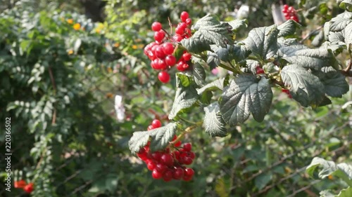 Bush of Kalina. High quality video