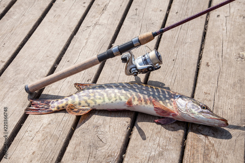 Trophy fishing. Big freshwater pike and fishing equipment lies on wooden background..