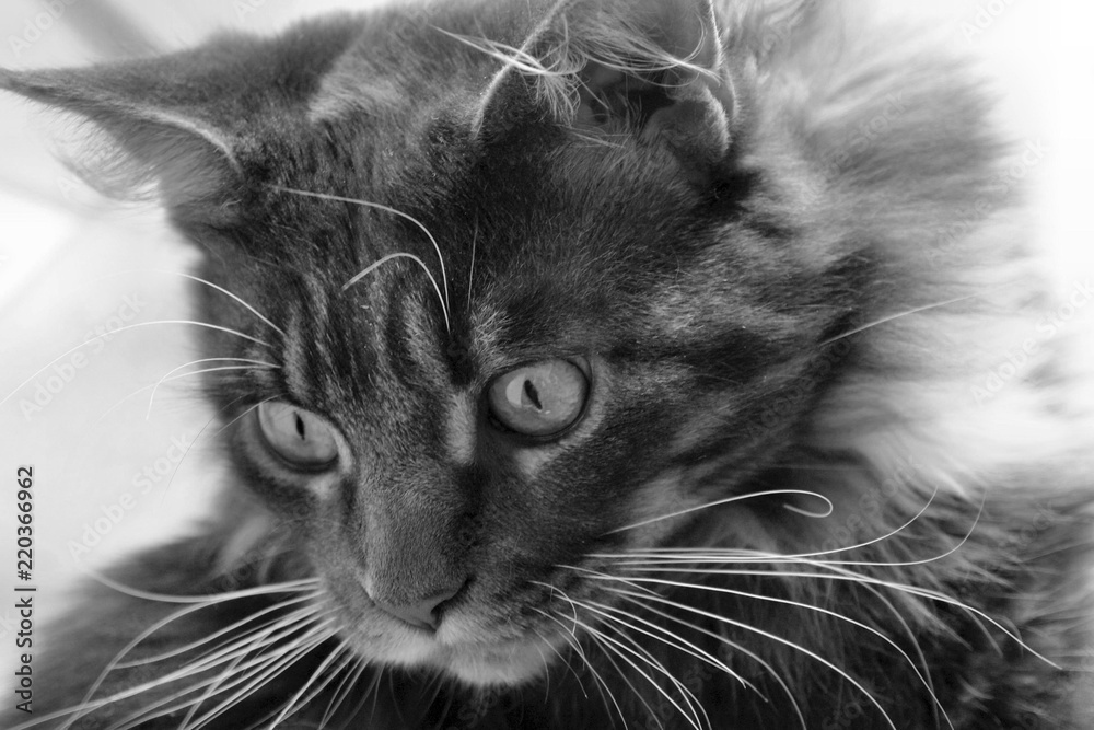 Outraged cat Outraged cat