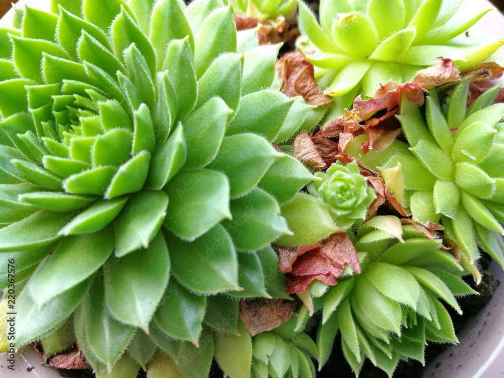 Sempervivum Stone Rose. Close-up of the colorful natural Sempervivum rosette. Pot with succulents. Flower garden Sempervivum Stone Rose. Close-up of the colorful natural Sempervivum rosette. Pot with succulents. Flower garden