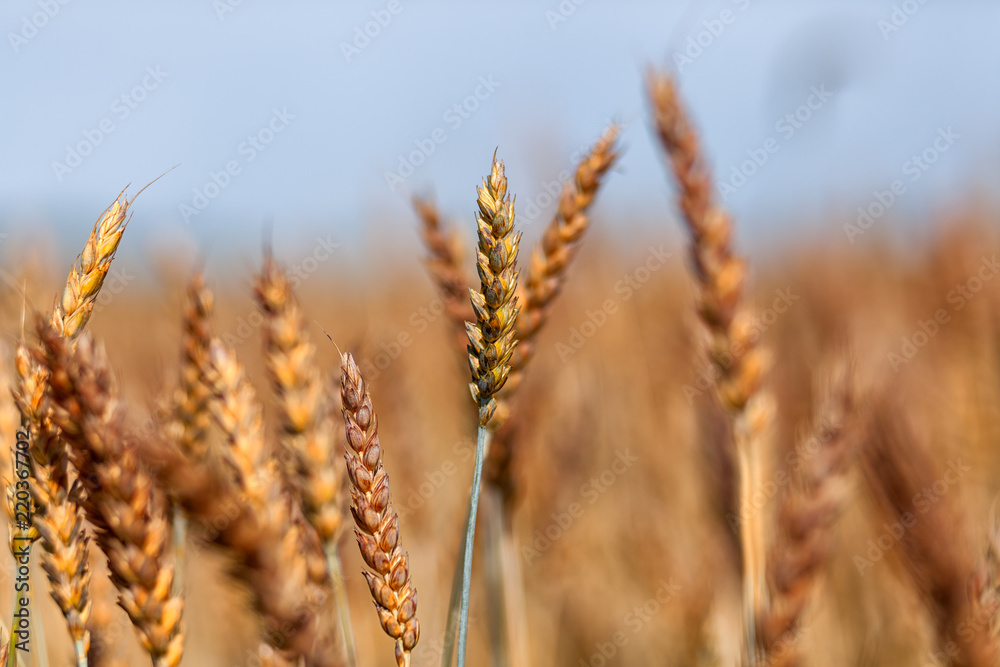 Wheat field. Ears of golden wheat close up. Beautiful Nature Sunset Landscape. Rural Scenery under Shining Sunlight. Background of ripening ears of meadow wheat field. Rich harvest Concept