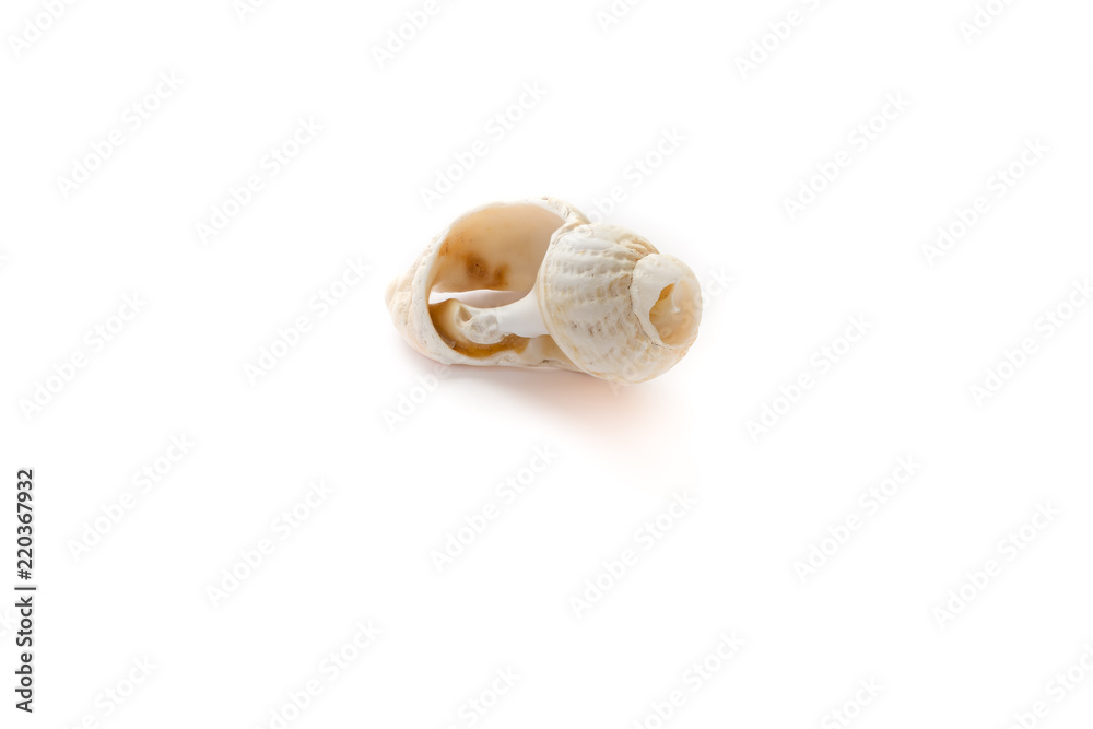 A Littorina Scabra seashell isolated on a white background.