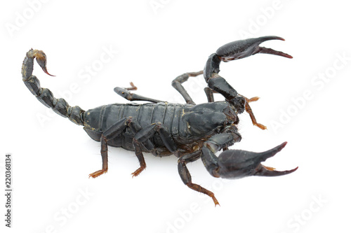Image of emperor scorpion (Pandinus imperator) on a white background. Insect. Animal.