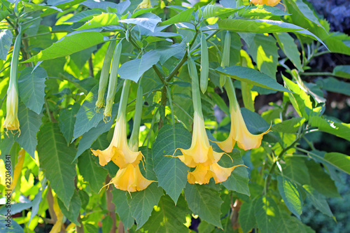 Beautifully blooming Datura